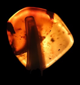 Grouping of Baltic Amber Tumbled Specimens w/Insect and Plant Inclusions