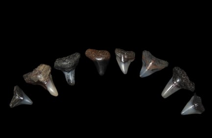 Lot of Fossilized Shark Teeth