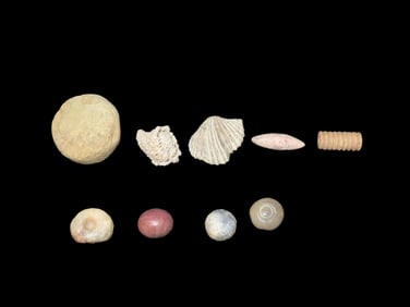 Group of Pre-Form Stone, Shell, Coral, and Fossil Beads