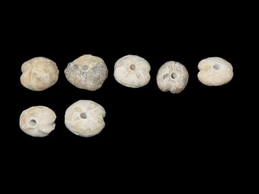 Group of 7 Sea Urchin Fossil Beads, found in Mississippi