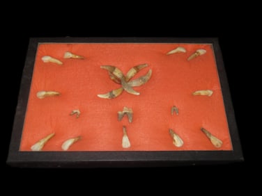 12 1/4" X 8 1/4" Frame of Mammal Teeth
