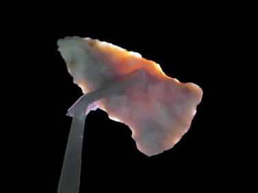 2" X 1 1/16" Damron Point, Ohio