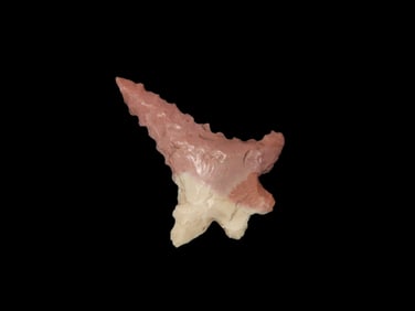 1 1/4" X 15/16" Fox Valley, Found in Will County Illinois