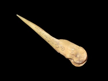 3 7/8" X 7/8" Bone Awl, Found in Kentucky at Glovers Cave