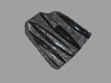 7"X 6 1/4" Straight Ammonite Plate