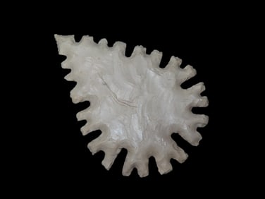 3 3/4" Tussinger Eccentric Flint Effigy, Early 1900's Oklahoma