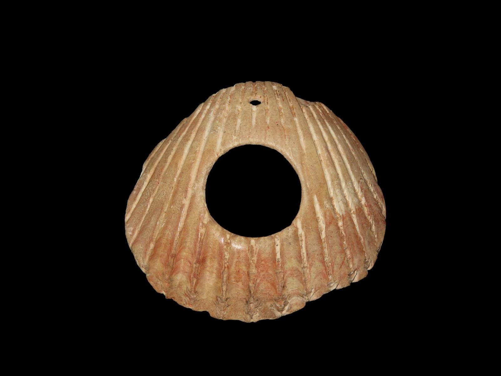 2 1/4" Drilled Shell Pendant / Gorget, Motley COA, LaSalle County Texas. Nicely Polished: 2 1/4" Drilled Shell Pendant / Gorget, Motley COA, LaSalle County Texas. Nicely Polished