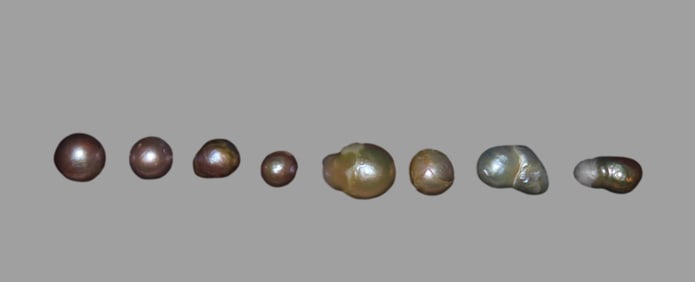 Lot of 8 Freshwater Pearls found in Shells along the Mississippi River by Ron Knowles