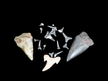 Lot of Shark Teeth Fossils, Some Megalodon