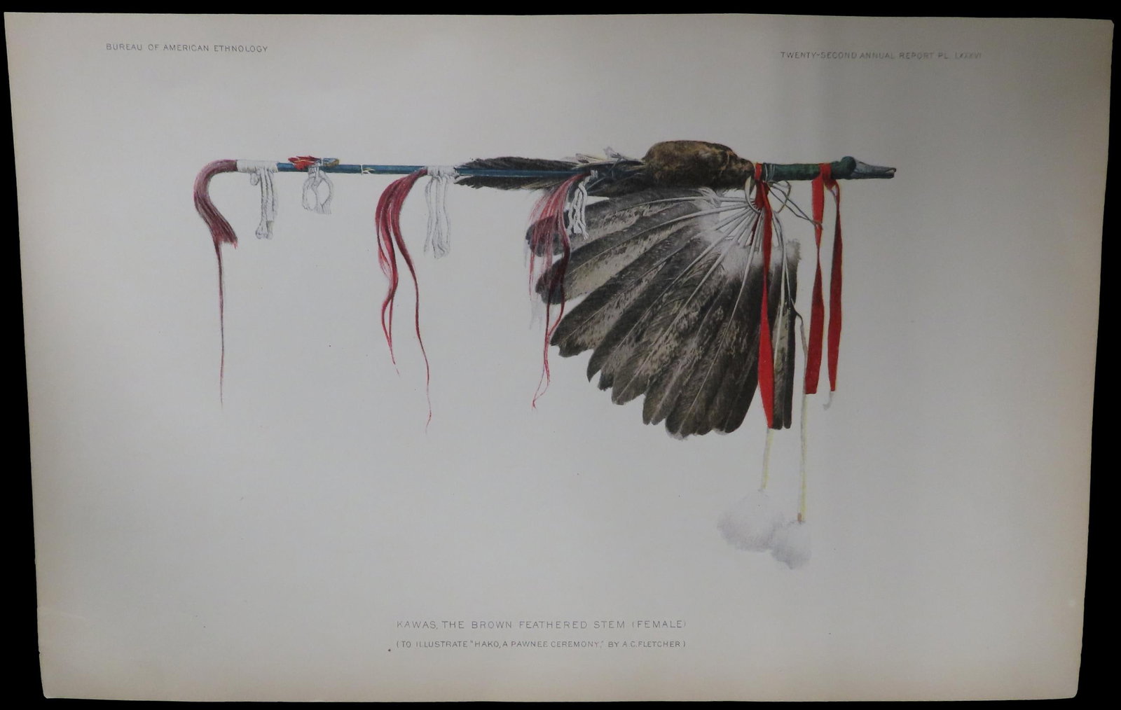 Original 1904 Pawnee Indian Print. The White Feathered Stem (Female): Original 1904 Pawnee Indian Print. The White Feathered Stem (Female)