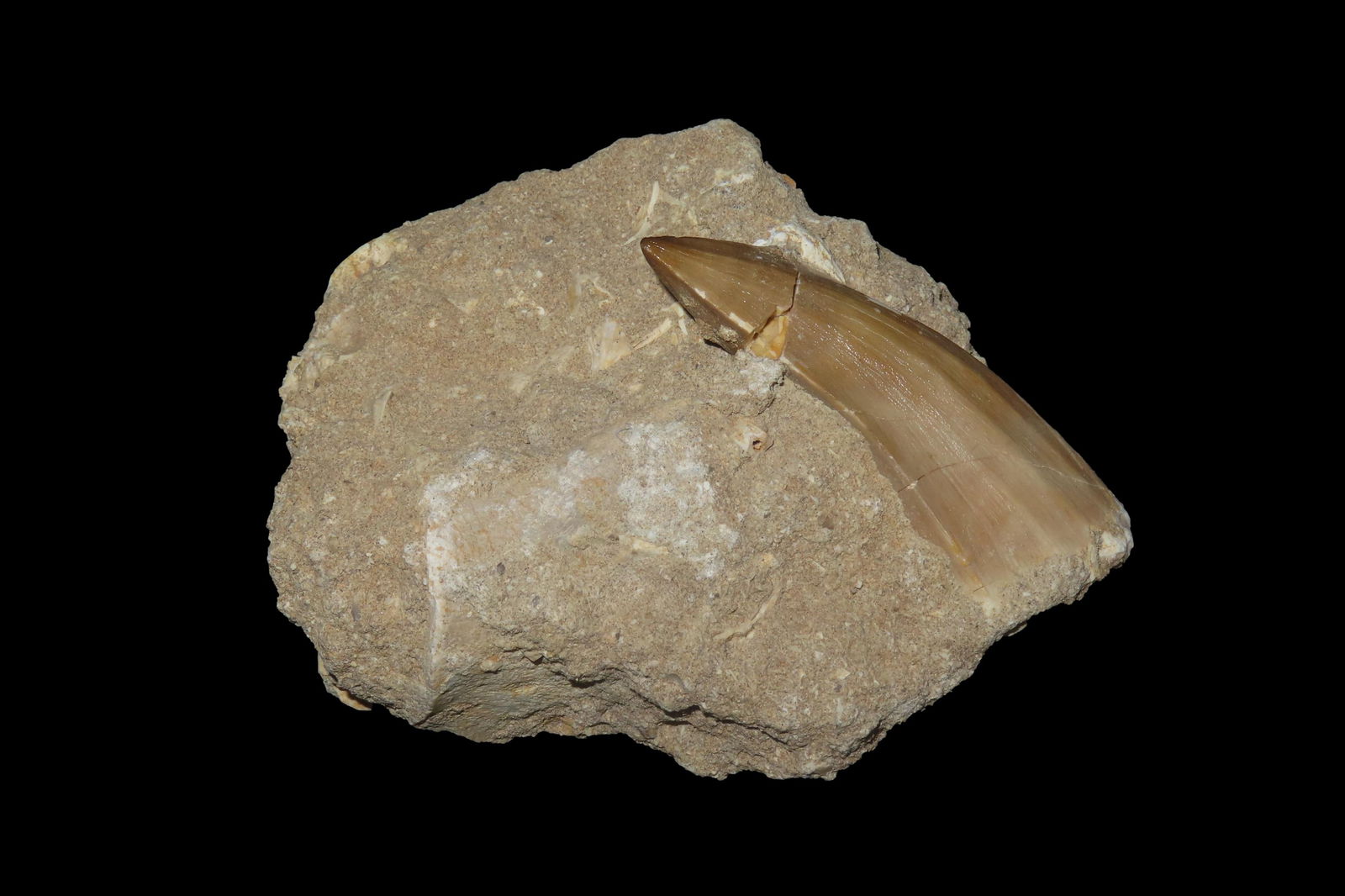 Mosasaurus Tooth Fossil In Matrix: Mosasaurus Tooth Fossil In Matrix