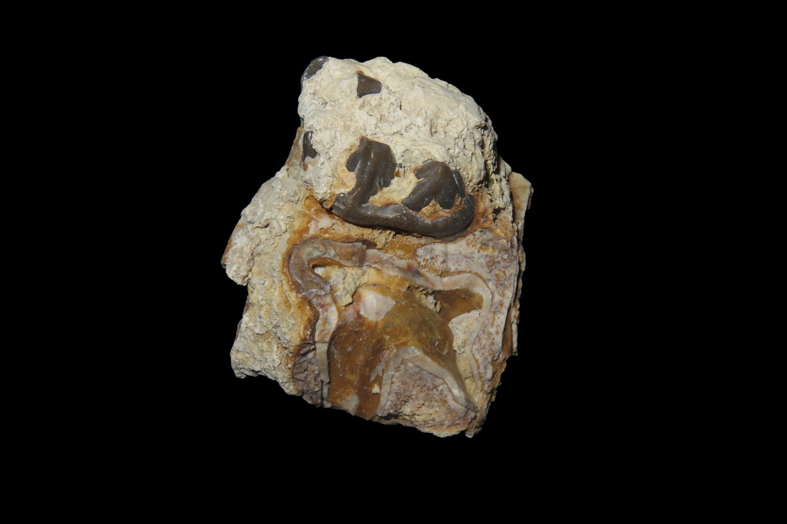 1 5/8" Mammal Tooth/ Jaw Fossil Found in Utah, Cretaceous Period 65-66 Million Years Old (1 of 6)