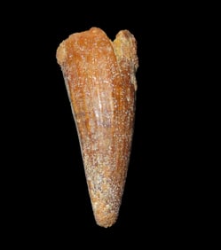 Spinosaurus Tooth Fossil, Upper Prehistoric Cretaceous Period, Found in Egypt, 112- 72 Million Years