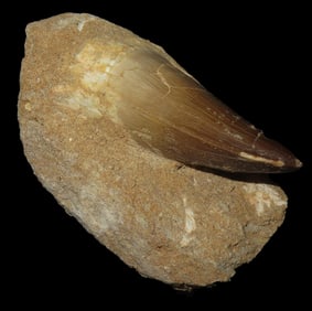 Mosasaurus Tooth Fossil In Matrix