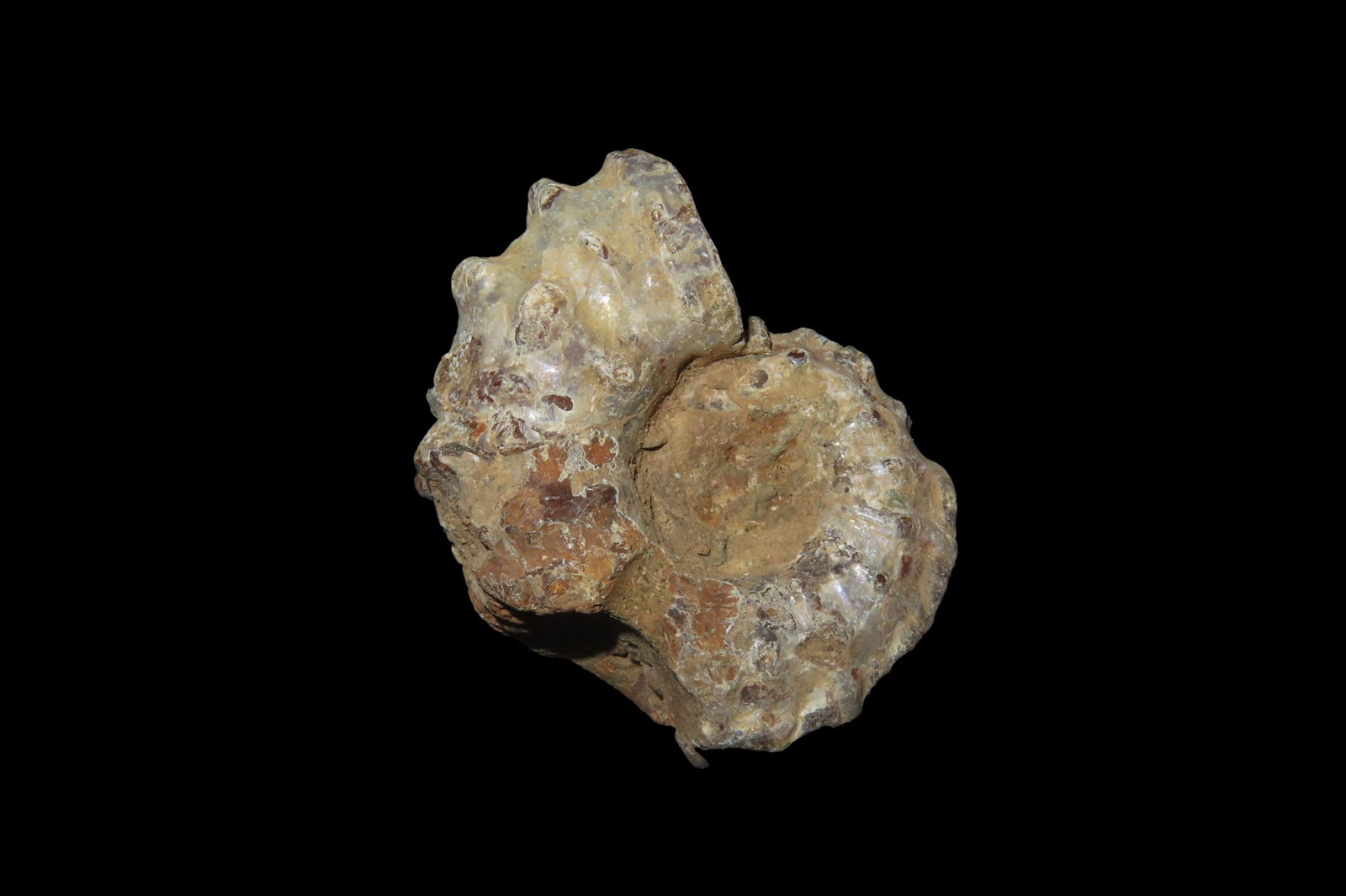 1 1/2" Tractor Ammonite,Douvilleiceras, Mid-Late Cretaceous (1 of 6)