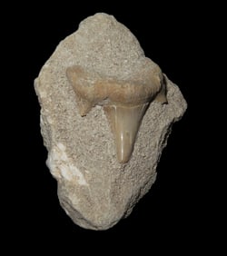 Fossil Shark Tooth, in Matrix