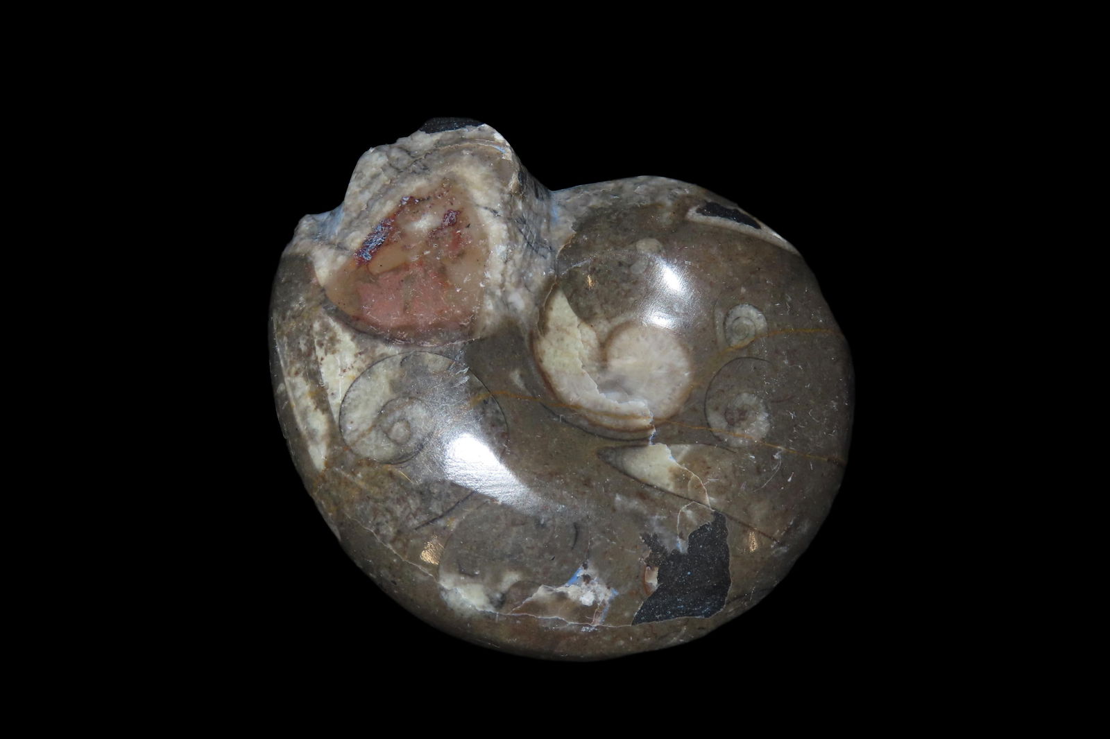 2 5/8" Highly Polished Fossil Ammonite, Paleozoic to Mesozoic Era-Stunning Specimen with Inclusions (1 of 6)