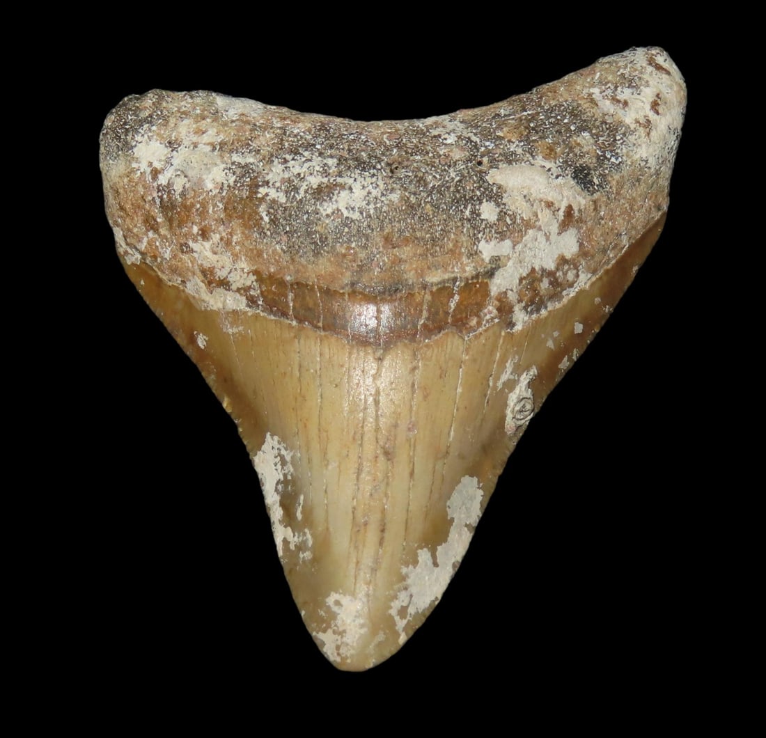 2 7/8" Fossil Megalodon Shark Tooth, found in Florida: 2 7/8" Fossil Megalodon Shark Tooth, found in Florida
