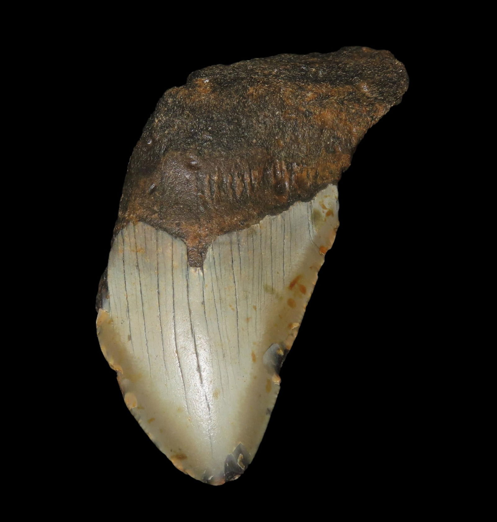 4 3/8" Fossil Megalodon Shark Tooth, found in Florida: 4 3/8" Fossil Megalodon Shark Tooth, found in Florida