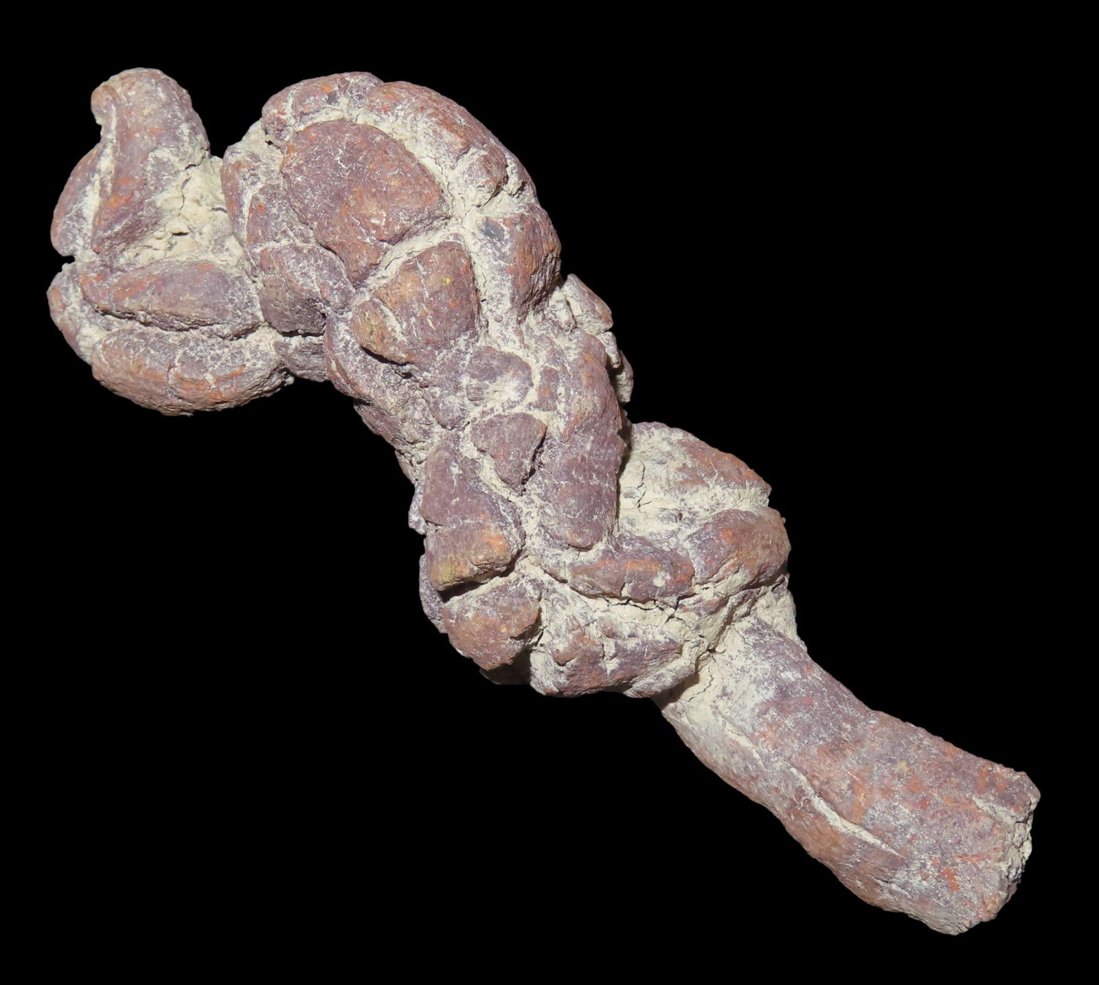 3 5/8" x 1 1/8" Fossil Dinosaur Dung-Coprolite, 100 million yrs old, from Madagascar: 3 5/8" x 1 1/8" Fossil Dinosaur Dung-Coprolite, 100 million yrs old, from Madagascar