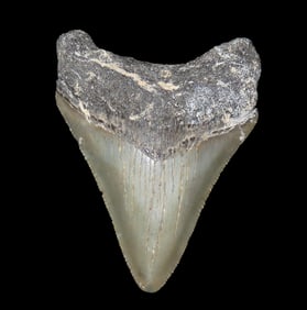 2 1/2" Fossil Megalodon Shark Tooth, found in Florida