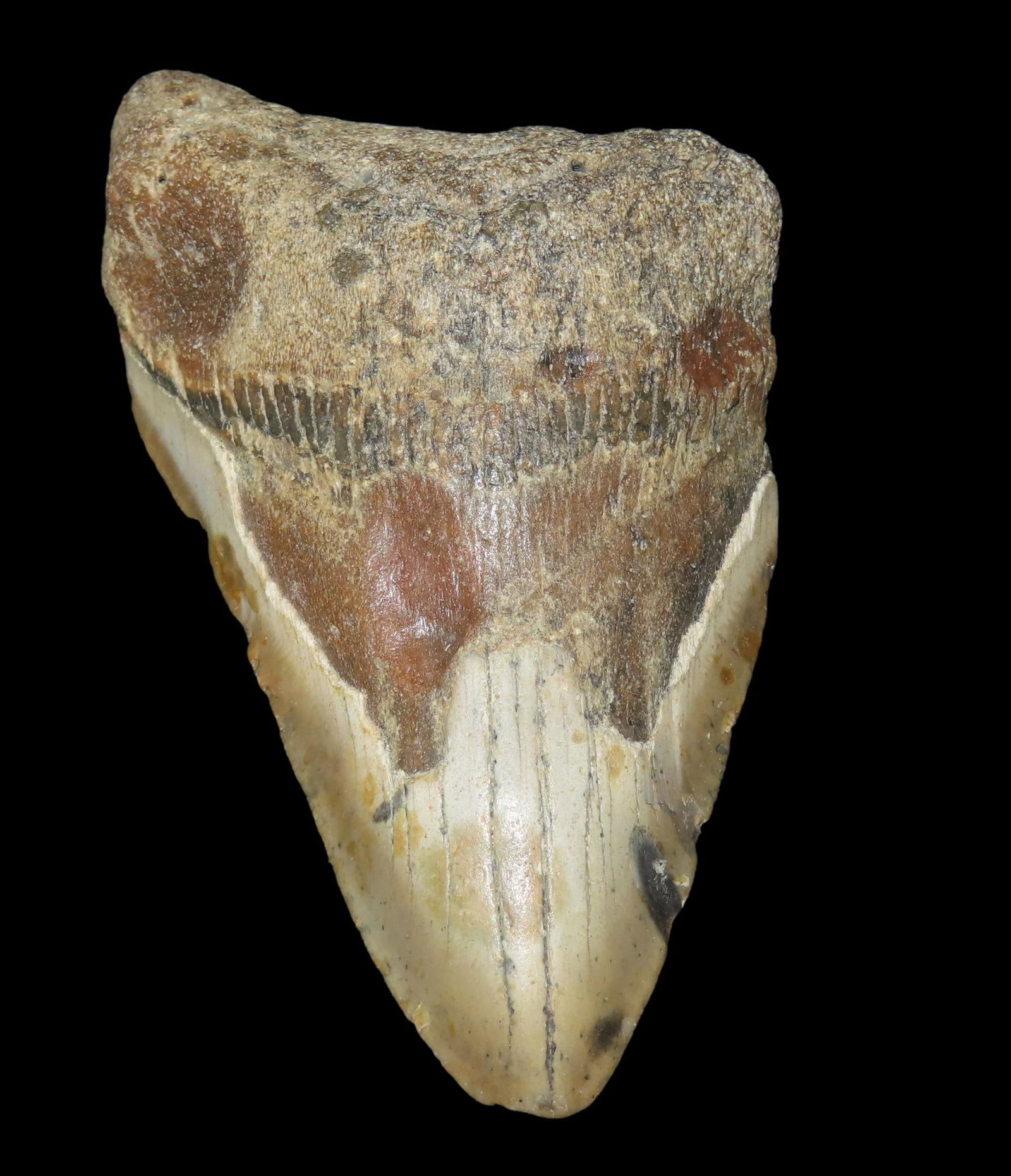 4" Fossil Megalodon Shark Tooth, found in Florida: 4" Fossil Megalodon Shark Tooth, found in Florida