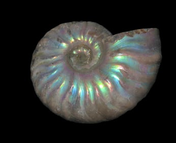 1 3/4" Iridescent Fossil Ammonite, Cleoniceras, 110 Million yrs. old