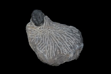 Proteus Trilobite Fossil in Matrix, Devonian, 350-400 mil. yrs. old