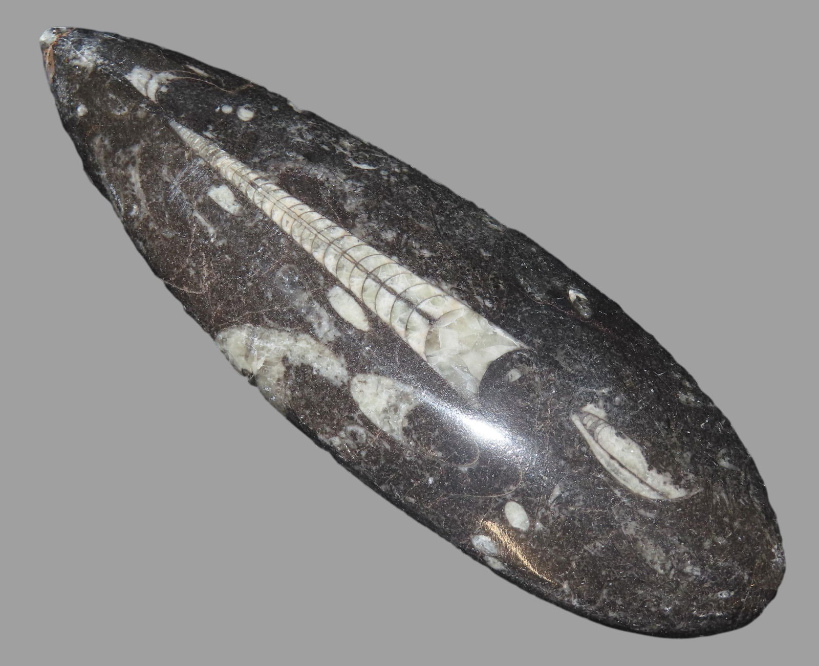 6 3/8" x 2" Flat-backed Fossil Orthoceras, Polished Top, Devonian Period, from the Atlas Mountains: 6 3/8" x 2" Flat-backed Fossil Orthoceras, Polished Top, Devonian Period, from the Atlas Mountains of Morocco