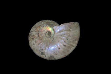 3 1/2" x 2 3/4" Highly Iridescent Fossil Ammonite, Cleoniceras, 110 Million yrs. old