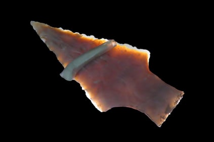 3" Oakalla, Texas, Ex Cisco Gallery, Ex Bill Heuter Collections