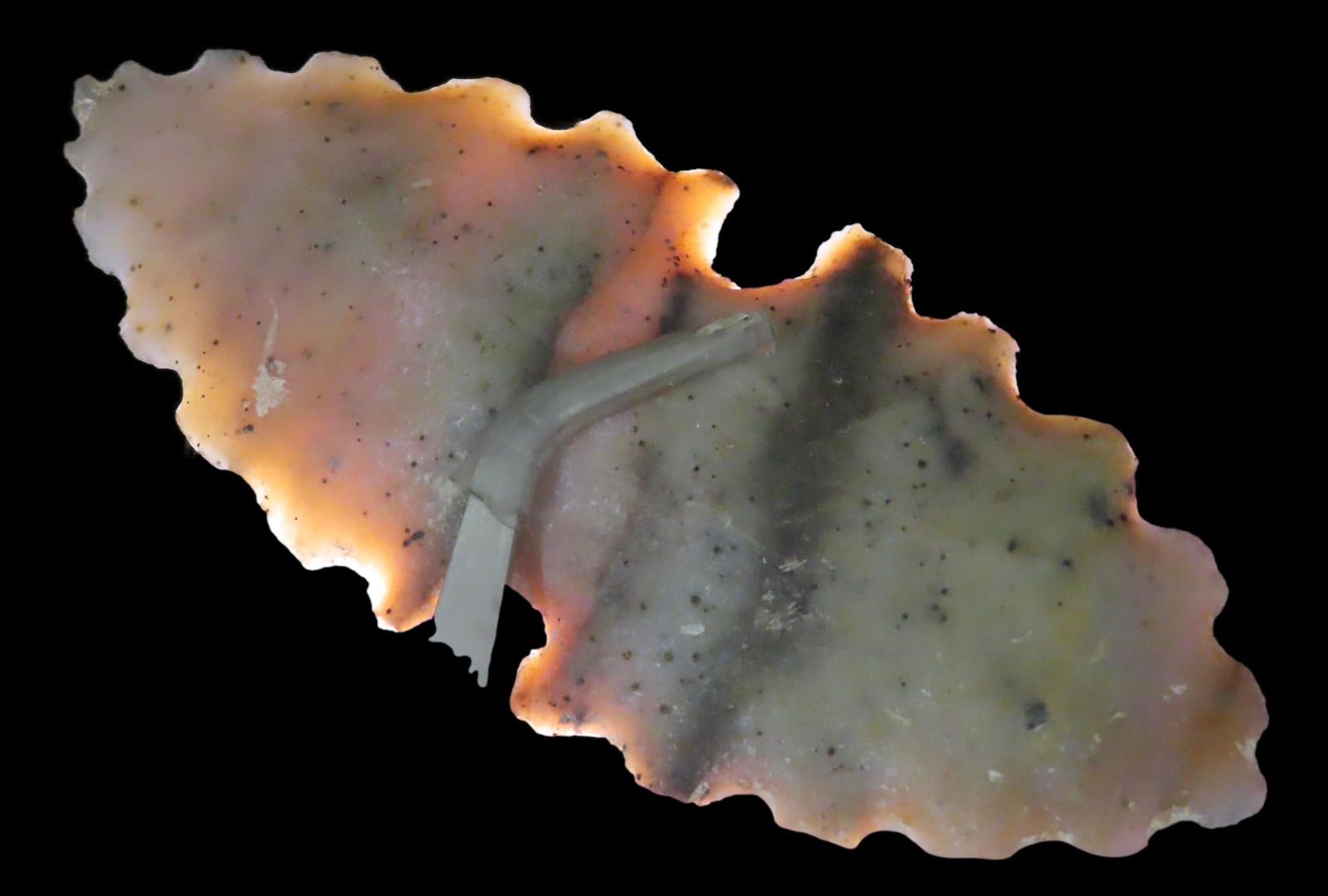 4 1/4" x 1 13/16" Pre-Columbian Colorful Flint Eccentric, from Guatemala, Mayan Culture, Ex Rich (1 of 6)