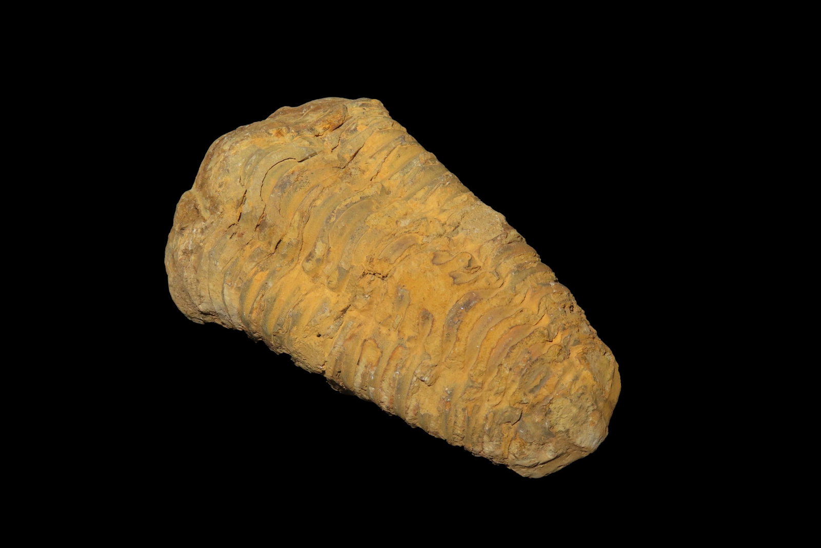 3 1/2" Trilobite, Fezoulaol Fezouata Formation, Zagora, Morocco: 3 1/2" Trilobite, Fezoulaol Fezouata Formation, Zagora, Morocco