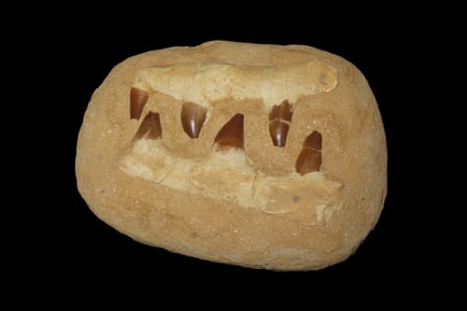 7" x 5 1/2" Dinosaur Mosasaur Jaw in Matrix