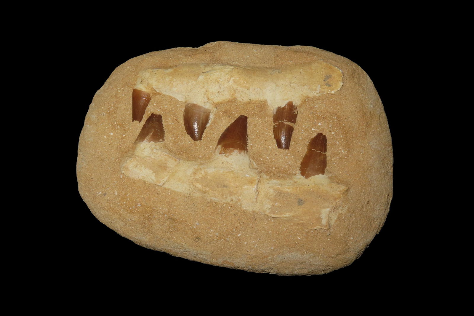 7" x 5 1/2" Dinosaur Mosasaur Jaw in Matrix (1 of 6)