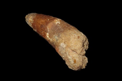 2 1/8" Spinosaurus Dinosaur, Lost Civilizations COA, Late Cretaceous Period