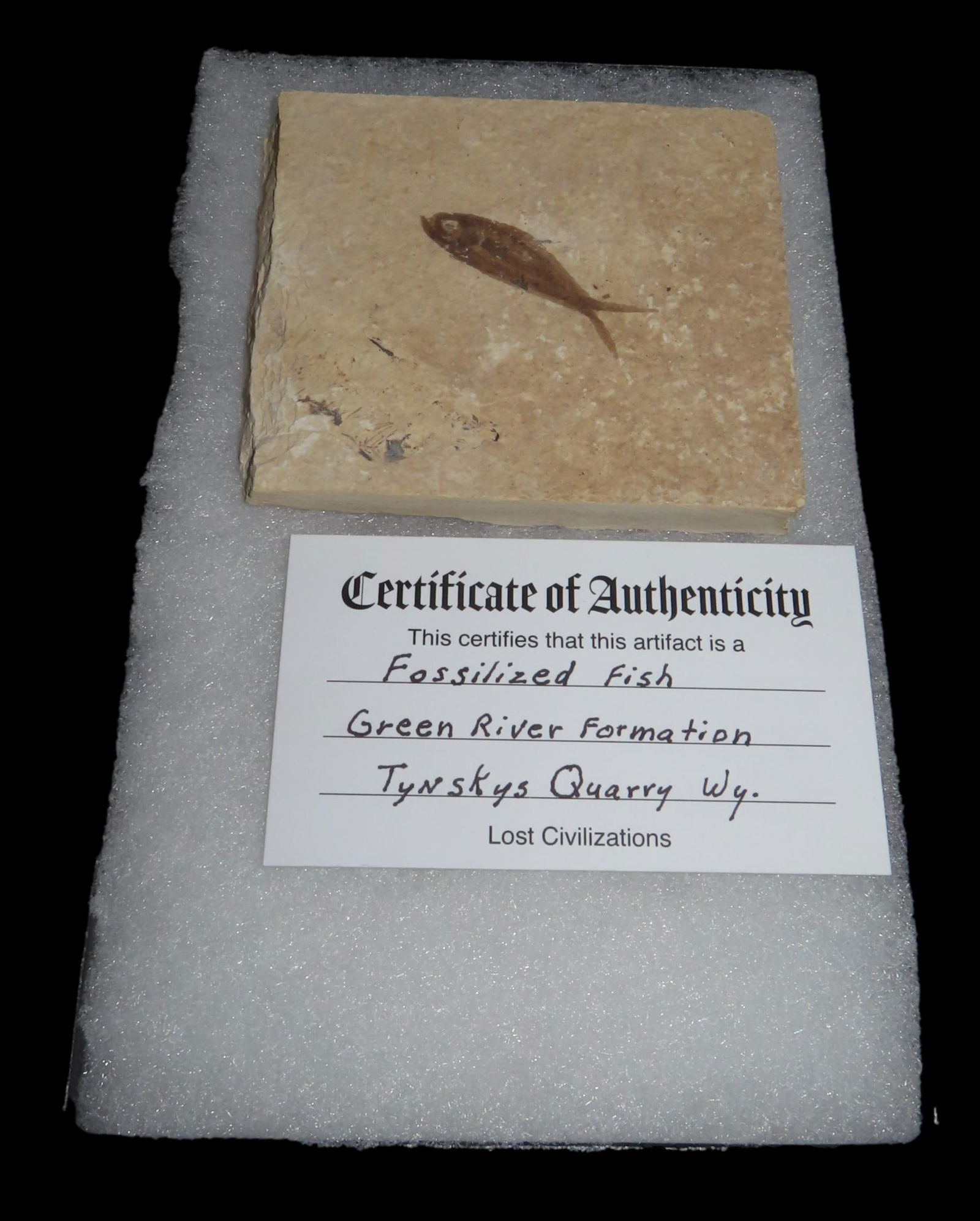 7 x 5" Frameed Fish Fossil, Green River Formation, Lost Civilization COA, Tynskys Quarry, Kemmerer, (1 of 5)
