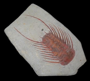 6" x 3 3/4" Trilobite Fossil, Lost Civilization COA, Fazoulaol Fezouata Formation, Zagora, Morocco