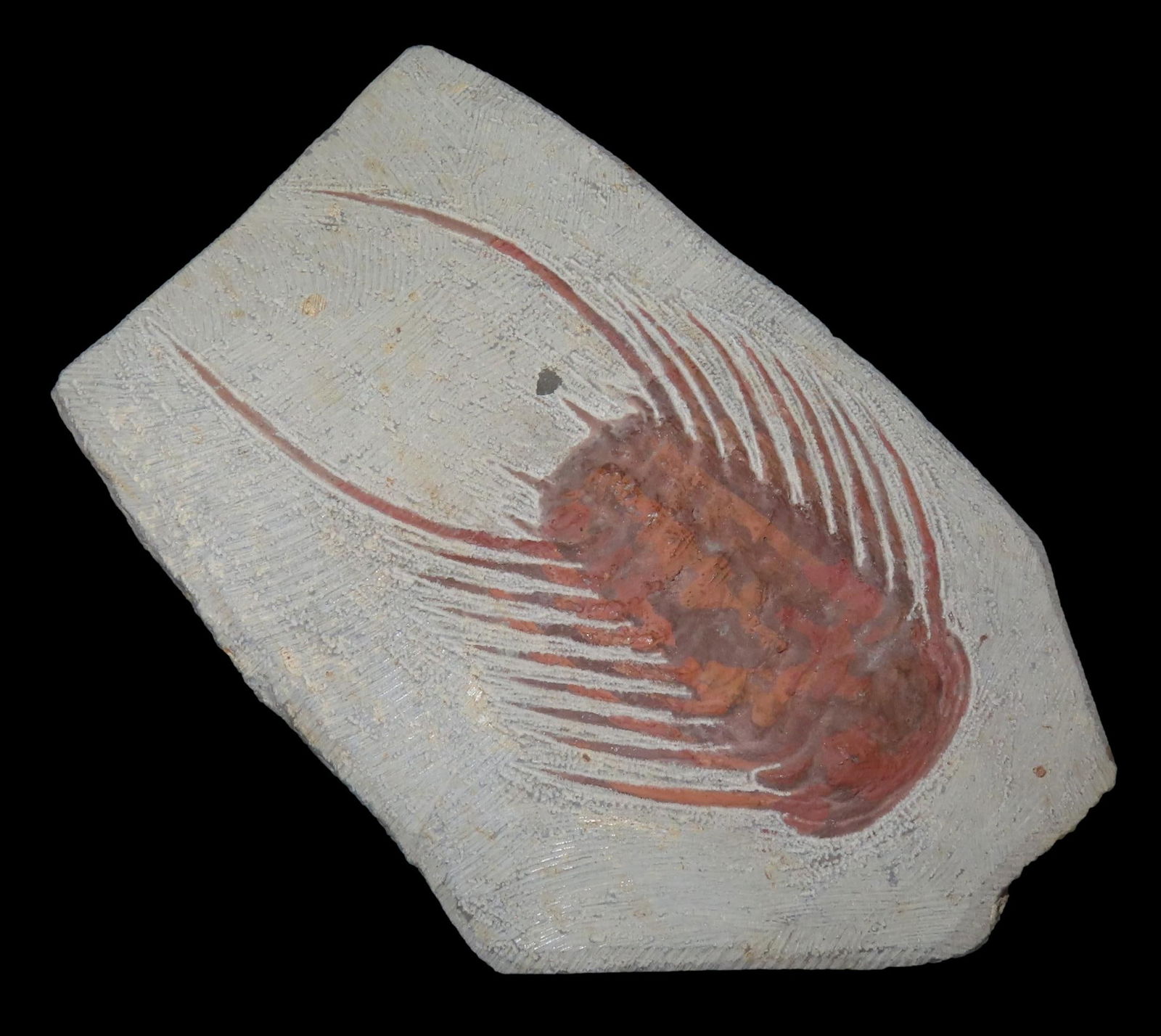 6" x 3 3/4" Trilobite Fossil, Lost Civilization COA, Fazoulaol Fezouata Formation, Zagora, Morocco (1 of 7)