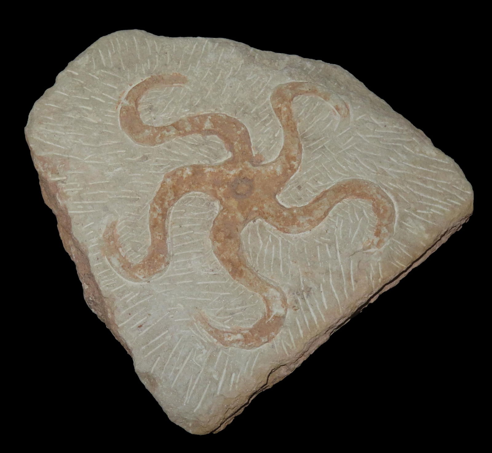 5" x 5 1/4" Starfish Fossil, Lost Civilizations COA, Found in Morocco (1 of 7)