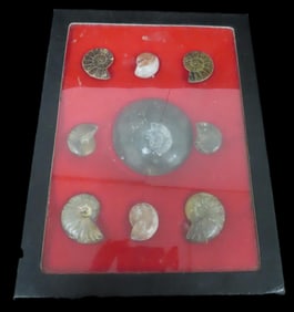 8 1/2" x 6 1/2" Frame of an Assortment of Ammonites, Lost Civilizations COA, Devonian Period