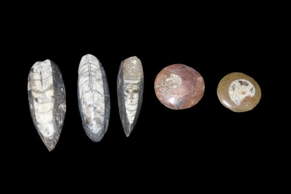 Lot of 5 Polished Flat Back Fossil Orthoceras Cabochons, Great For Jewelry Making