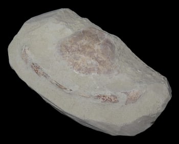 5 3/4" x 5 1/4" Fossilized Crab, Cretaceous Period, Lost Civilization COA