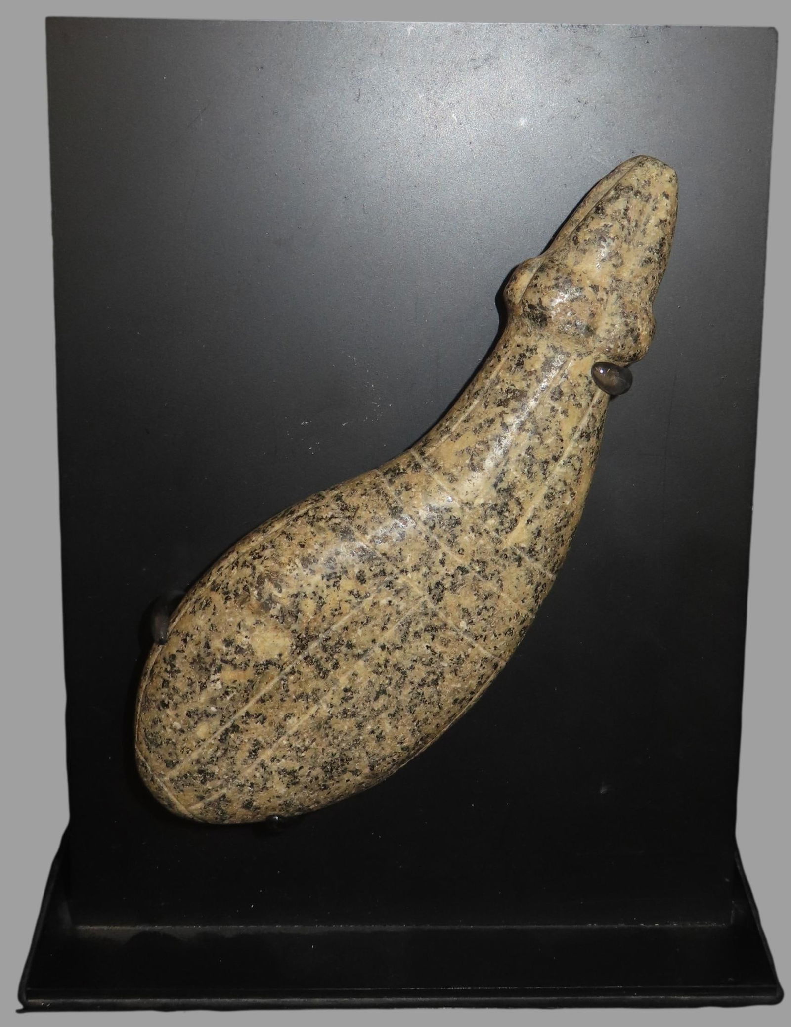 6 3/4" x 2 7/16" Phallic Effigy, South American, Motley COA, From Private Collection in Delaware (1 of 12)