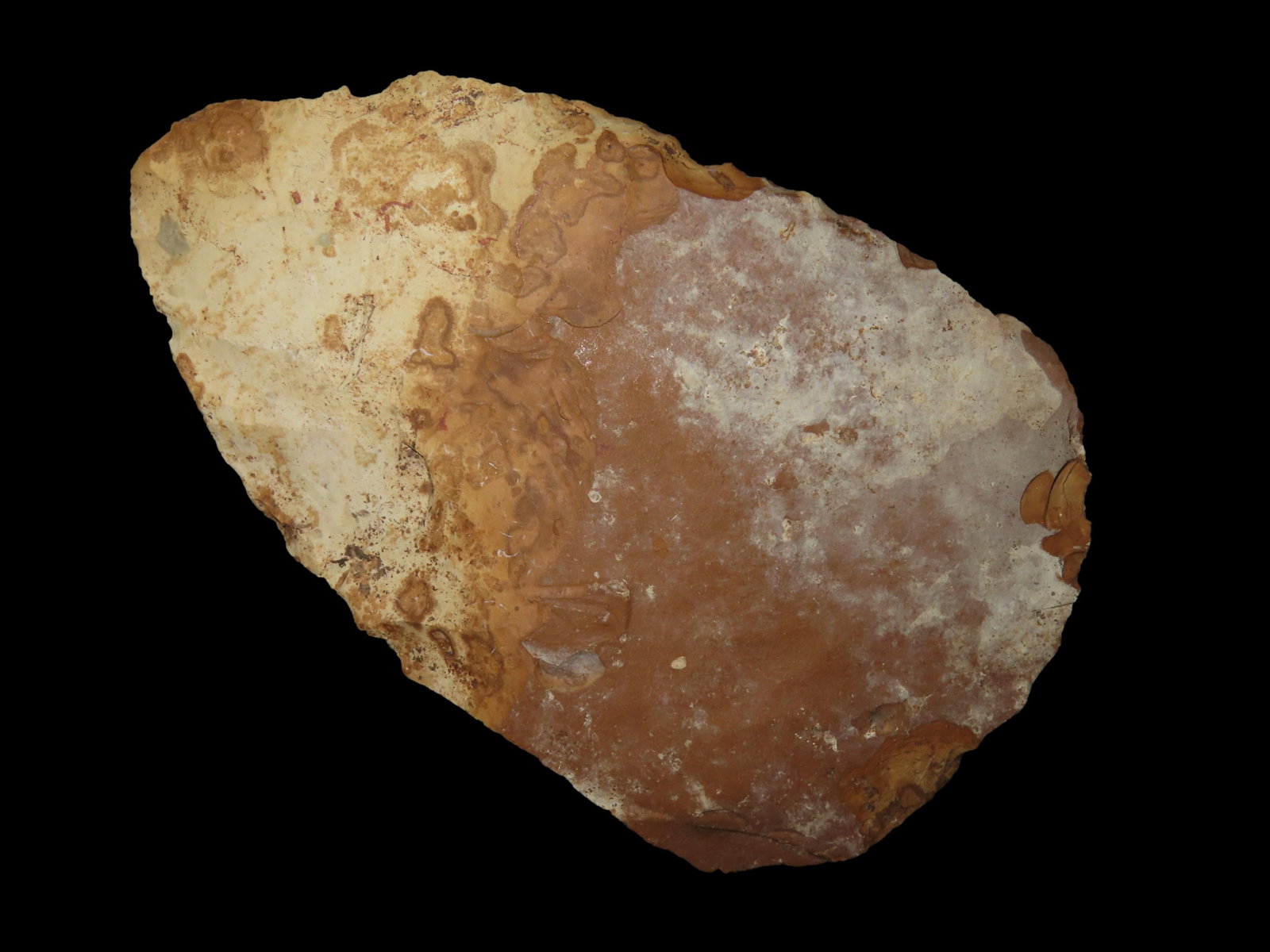 4 1/2" Large Blade, Found Between 1968- 2023 By Jeff Thompson in Either Florida or Georgia (1 of 6)