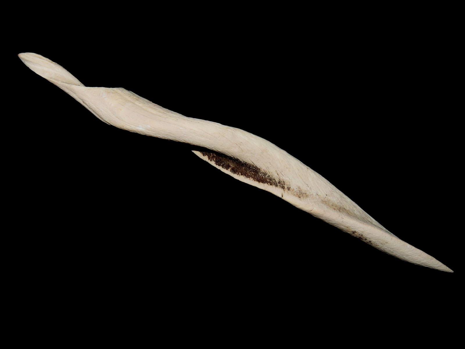 5 3/8" Conch Shell Awl, Found Between 1968- 2023 By Jeff Thompson in Either Florida or Georgia (1 of 7)