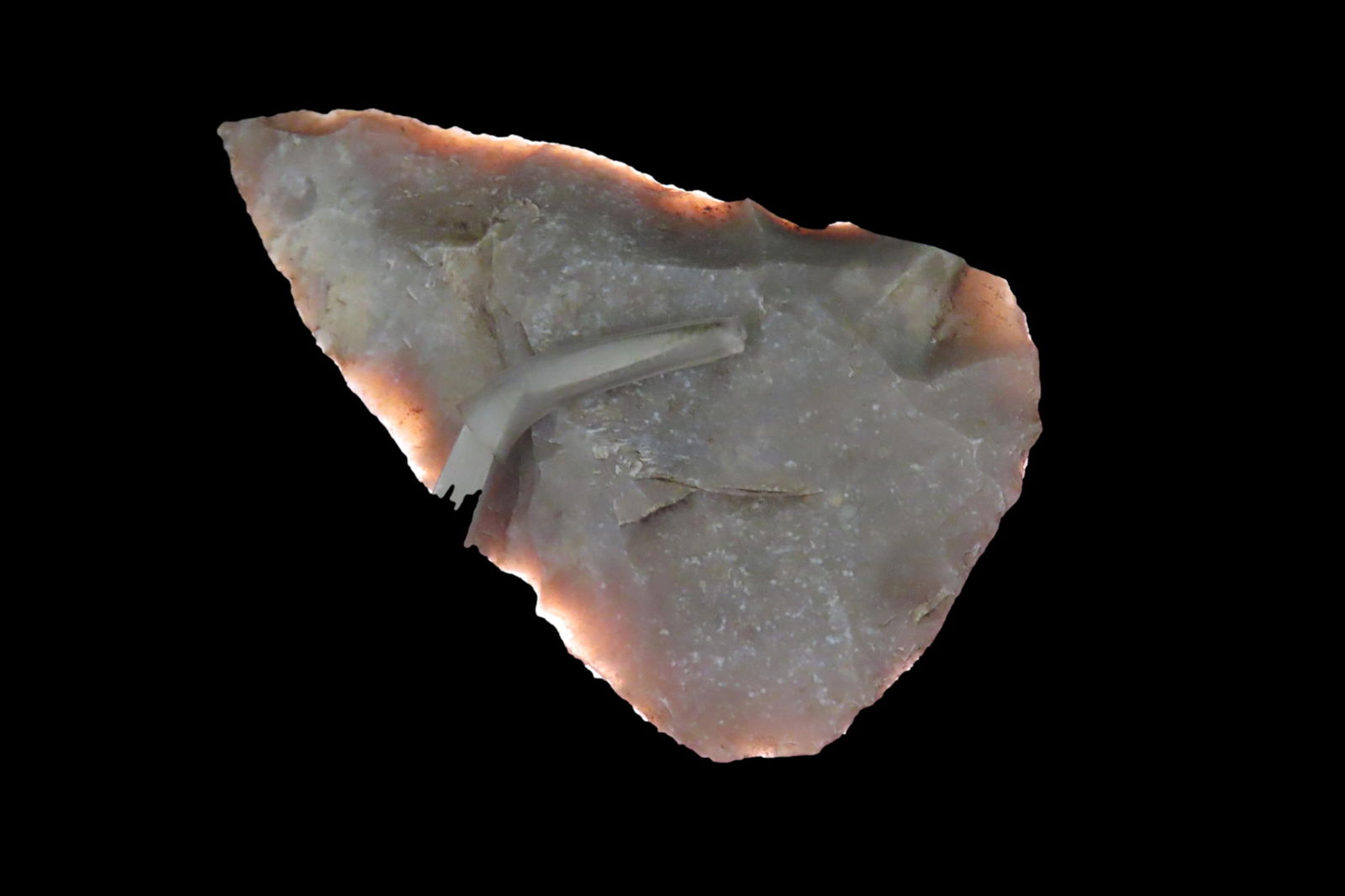 3 3/8" Translucent Agate Cobbs Blade, Marion Co. Florida By Jeff Thompson (1 of 8)