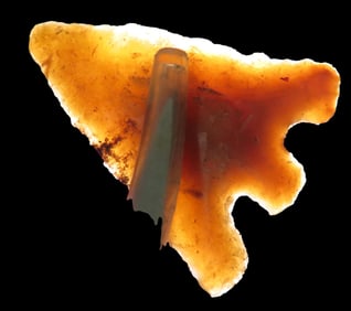 1 1/4" Citrus Pt. Marion Co. Florida Found Between 1968-2023 By Jeff Thompson