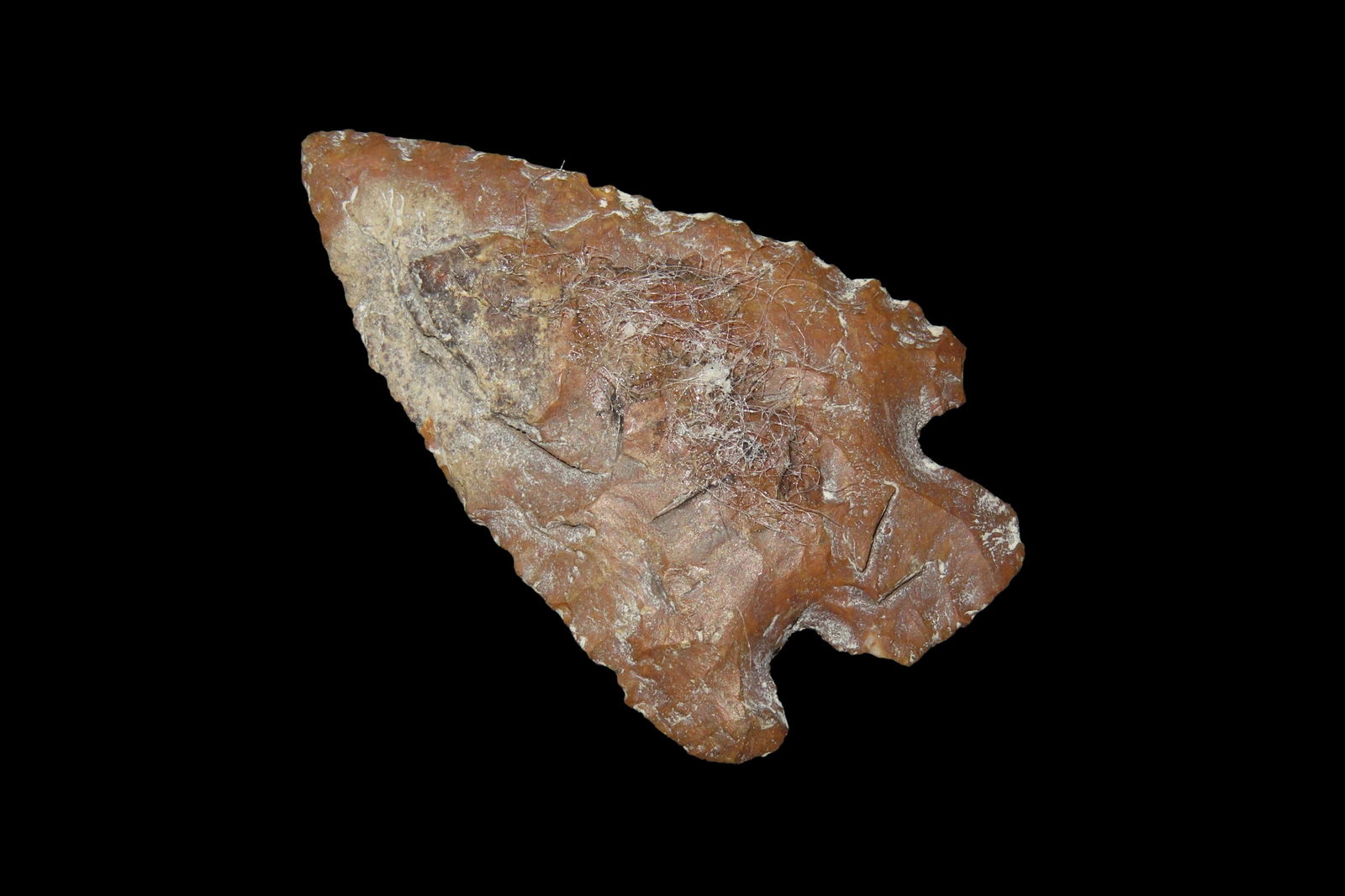 1 7/8" Citrus Pt. Marion Co. Florida Found Between 1968-2023 By Jeff Thompson (1 of 5)