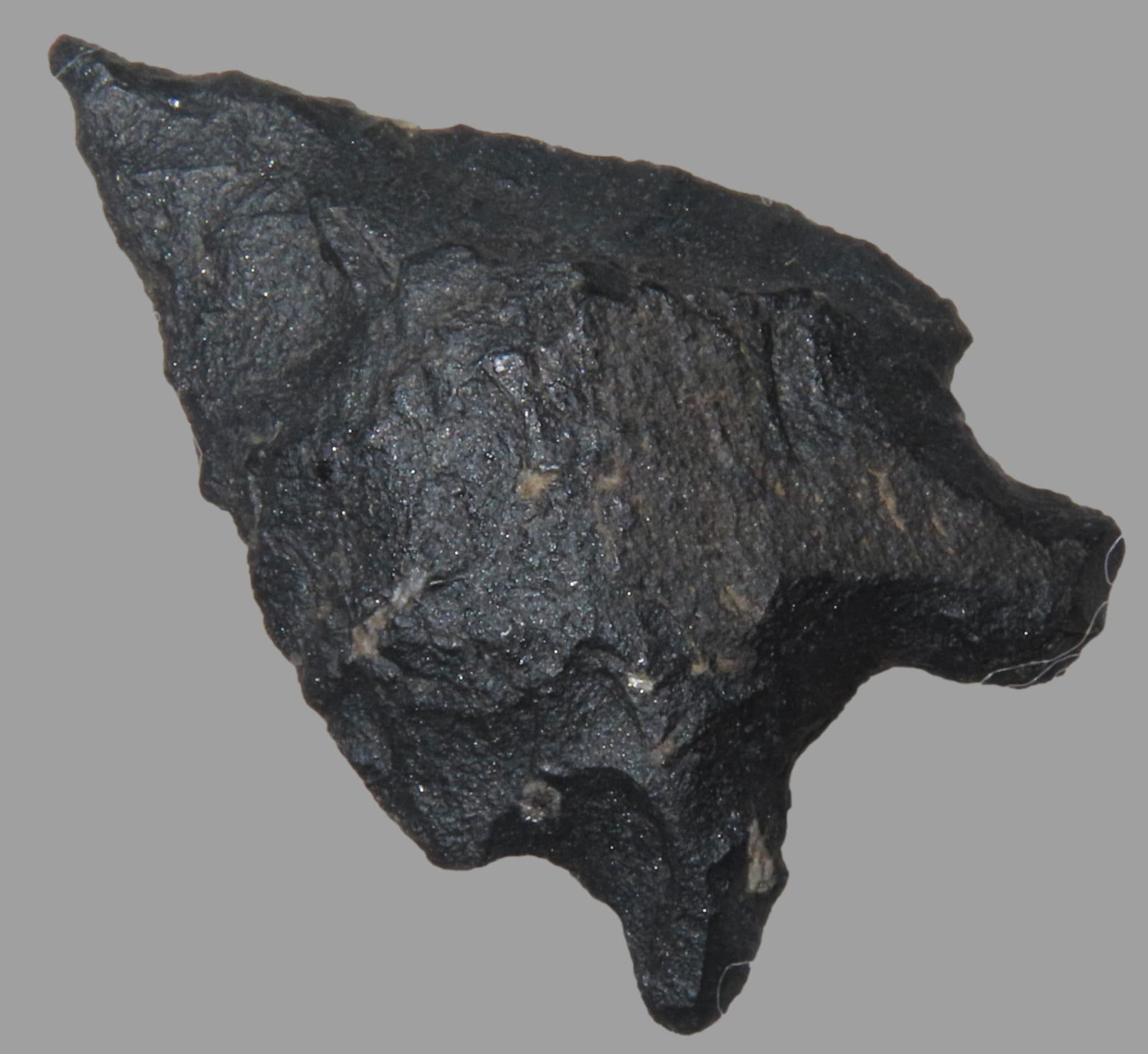 1 5/16" X 1 3/16" Elko Eared, Dickey COA, Found in California, Ex Michael Hough (1 of 8)